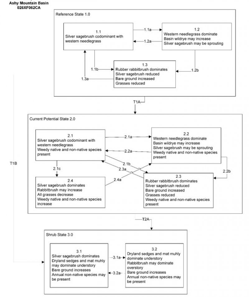 Model diagram