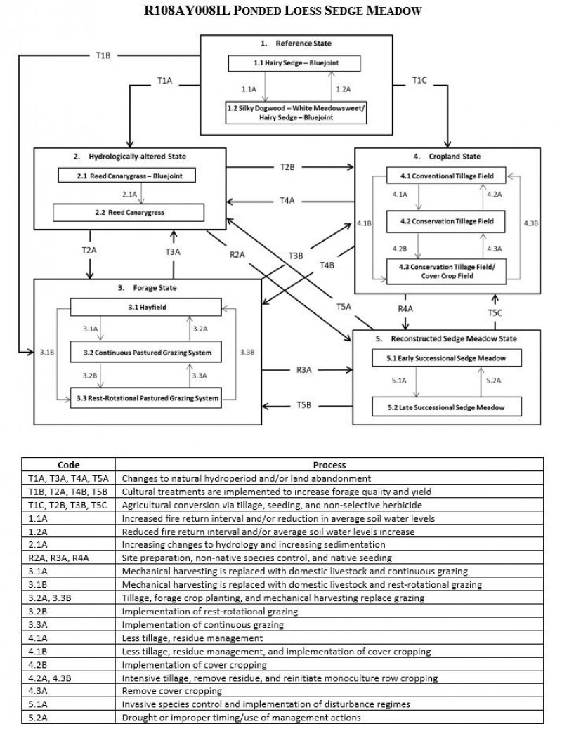 Model diagram