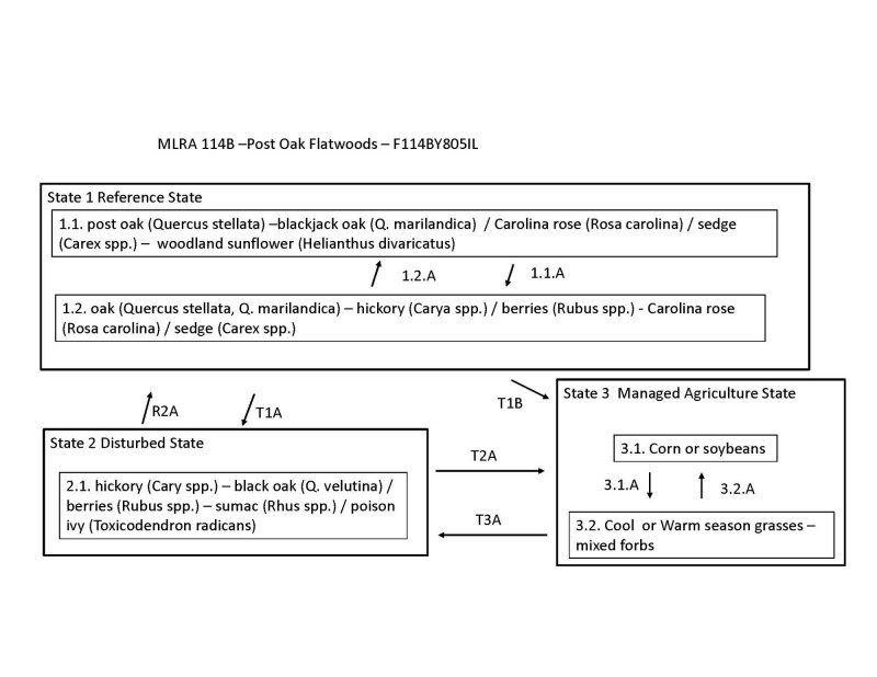 Model diagram