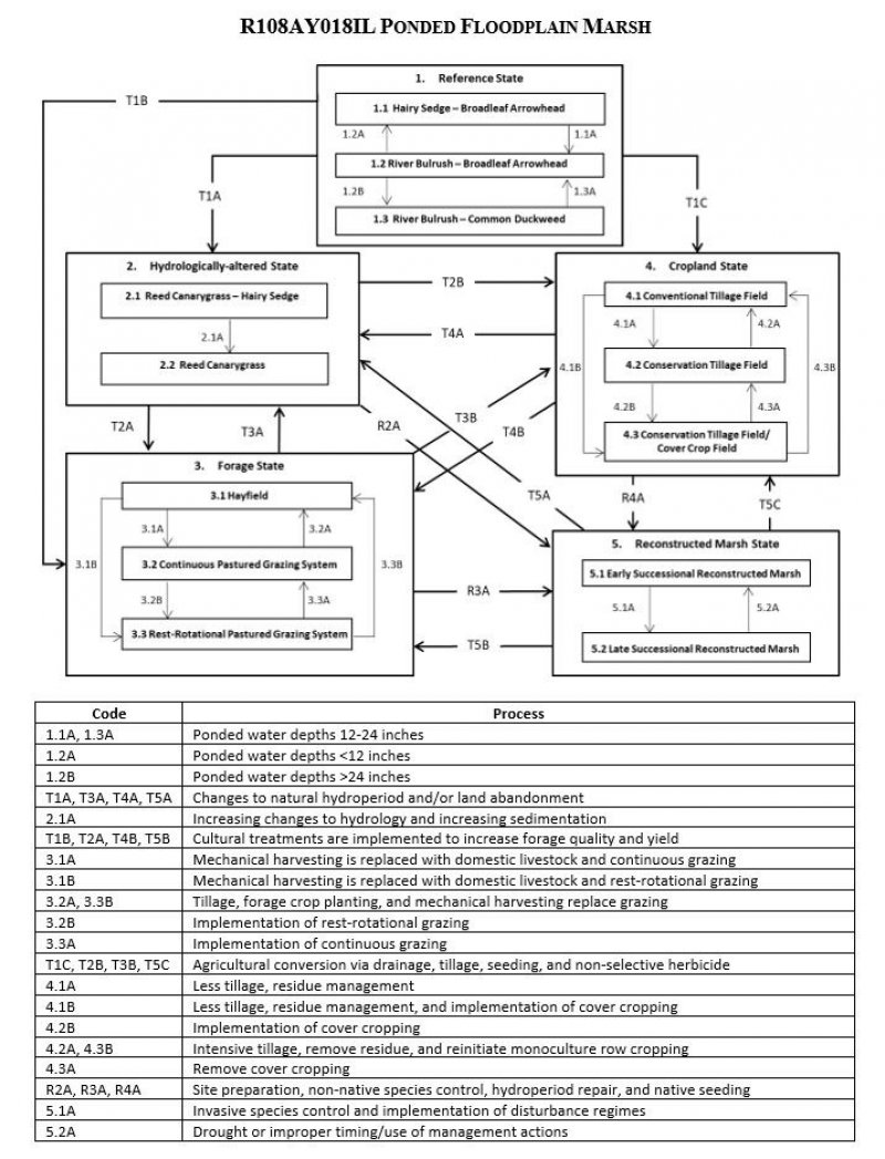 Model diagram