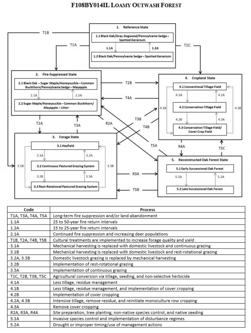 Model diagram