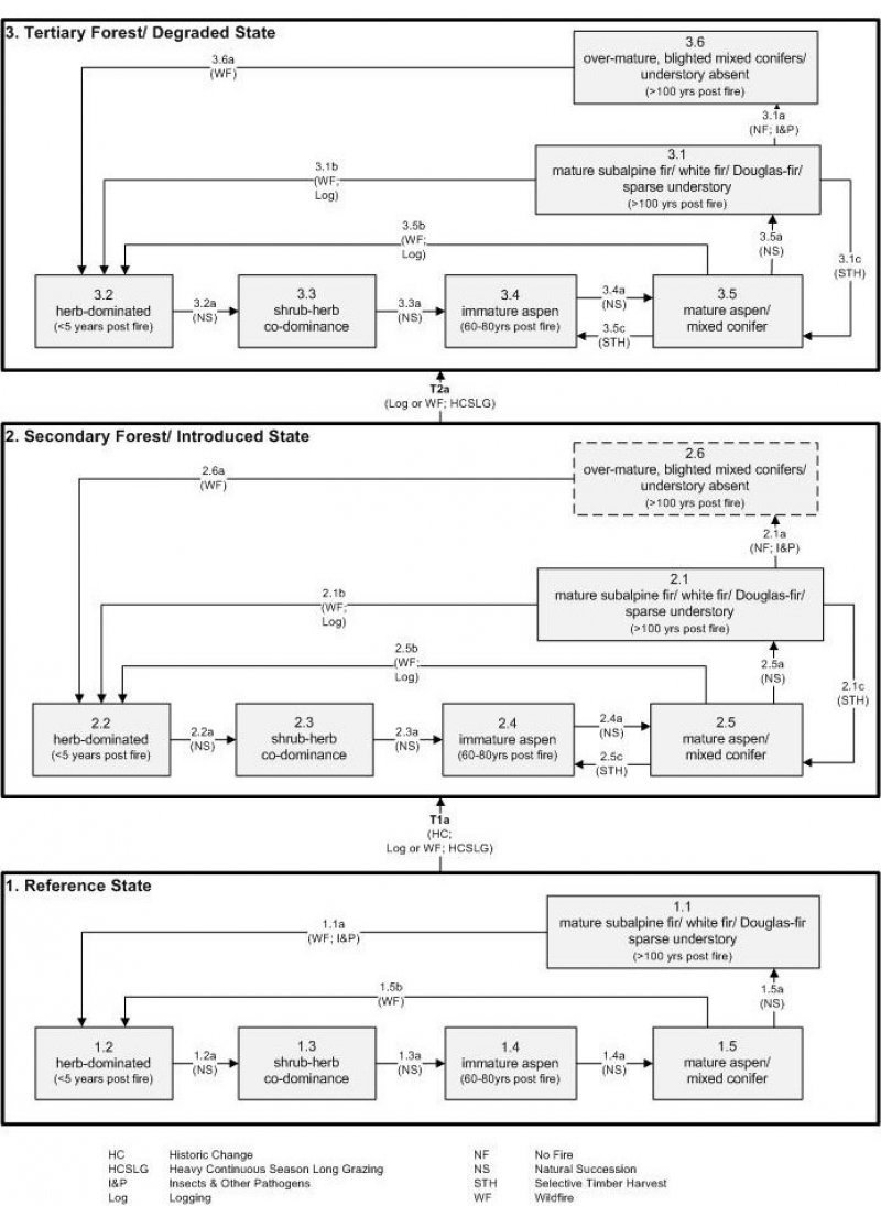Model diagram
