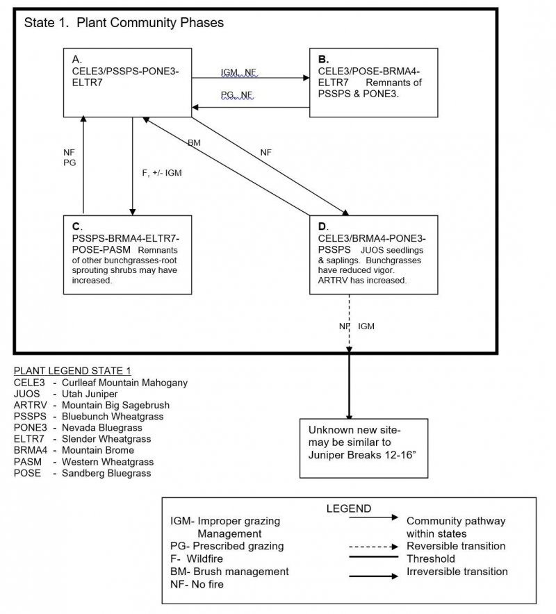 Model diagram