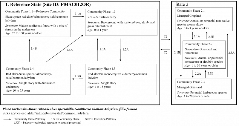 Model diagram