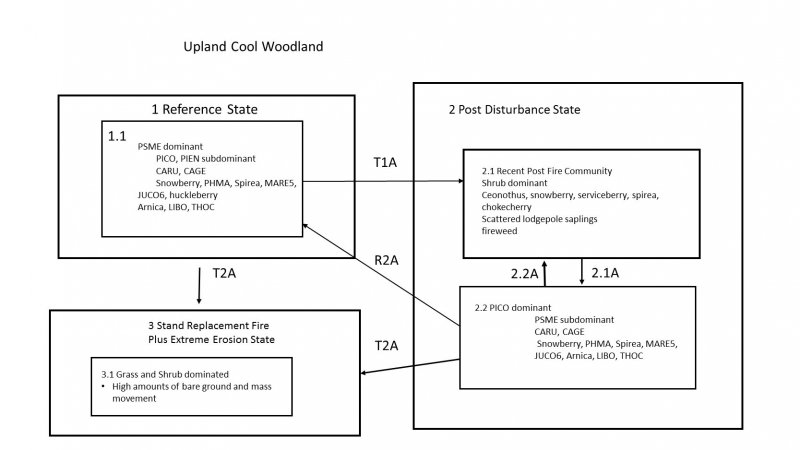 Model diagram
