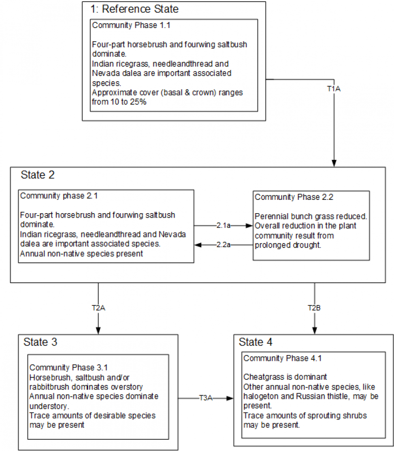 Model diagram