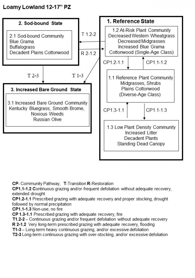 Model diagram