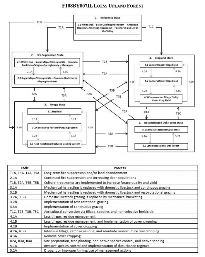 Model diagram