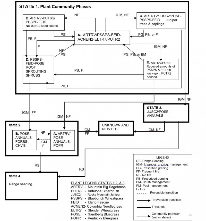 Model diagram