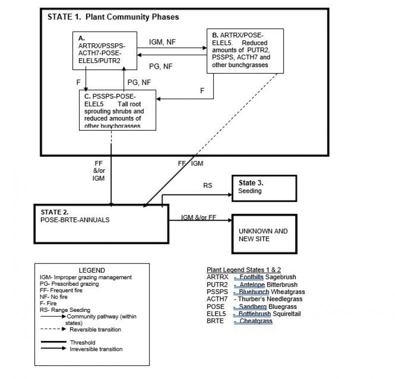 Model diagram