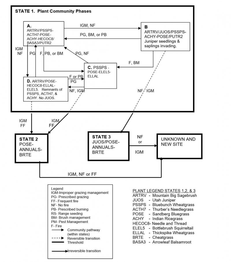 Model diagram