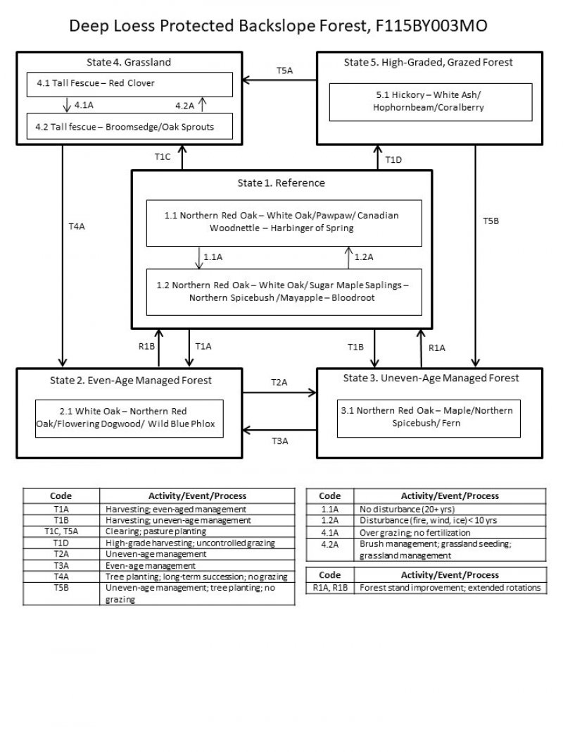Model diagram