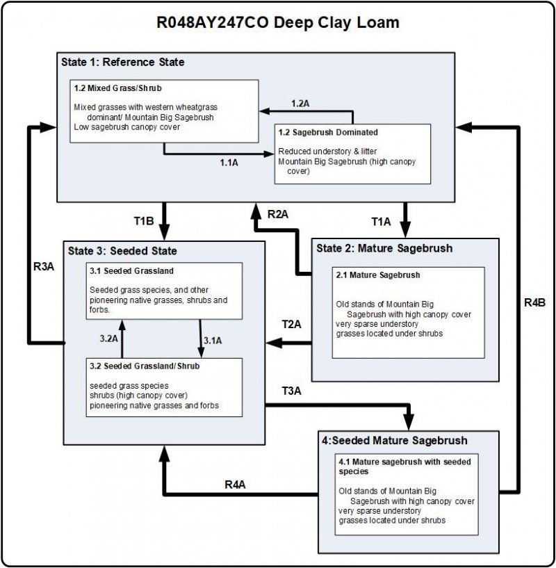 Model diagram