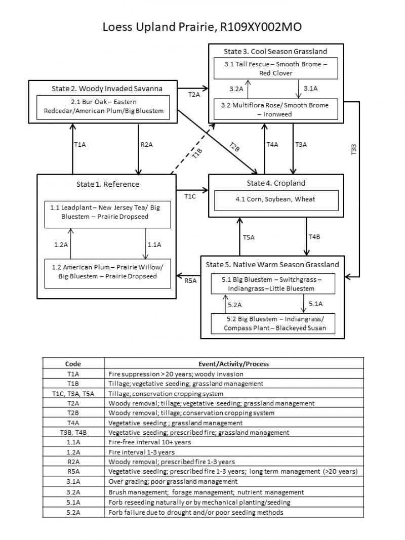 Model diagram