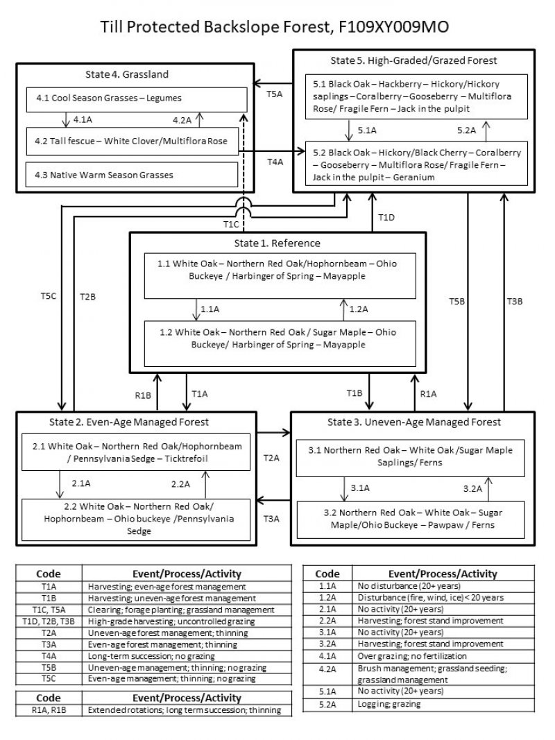 Model diagram