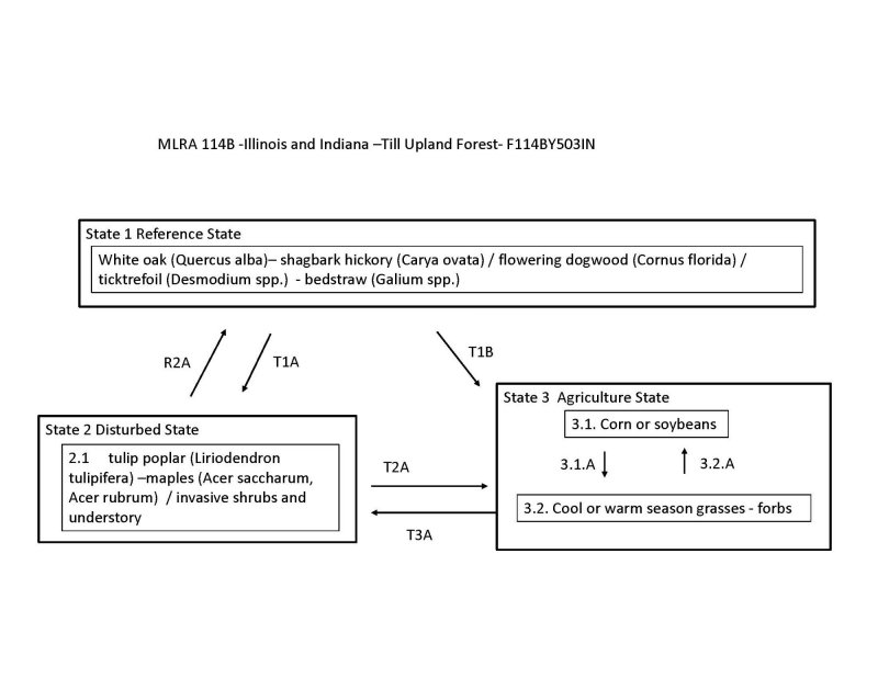Model diagram