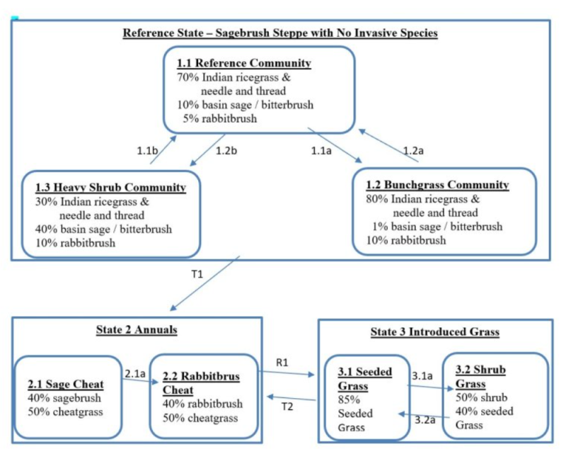 Model diagram
