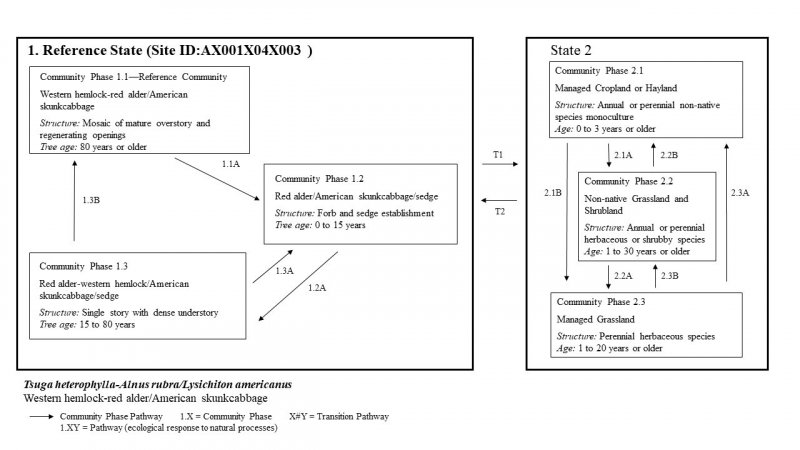 Model diagram