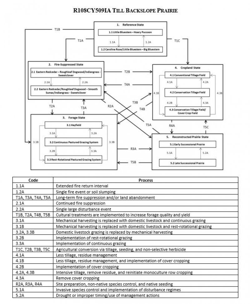 Model diagram
