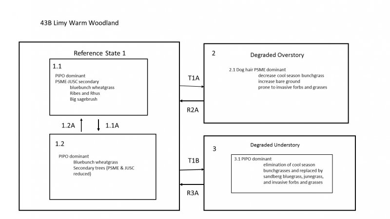 Model diagram