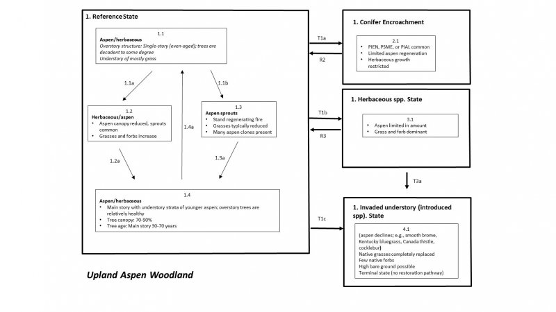 Model diagram