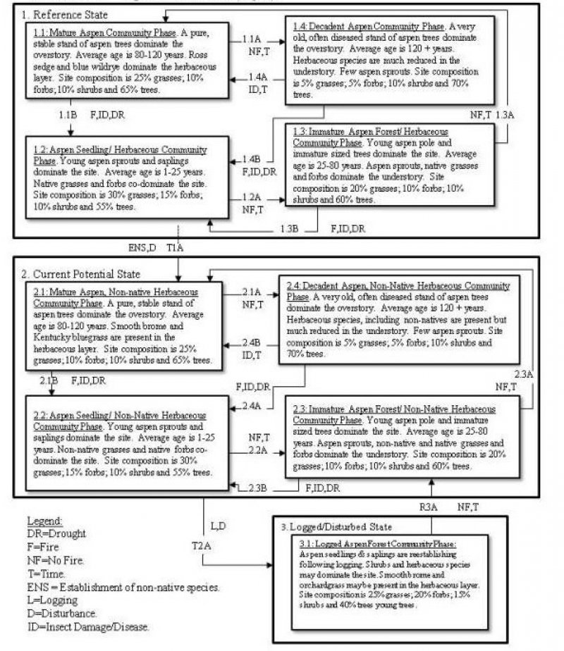 Model diagram