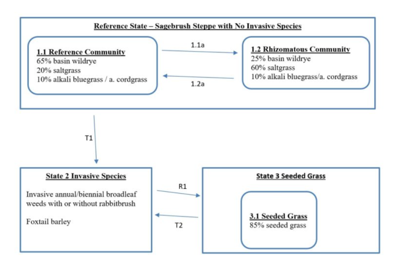 Model diagram