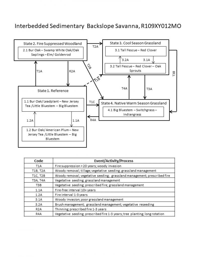 Model diagram