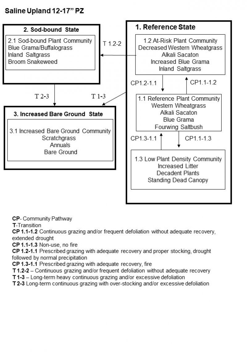 Model diagram