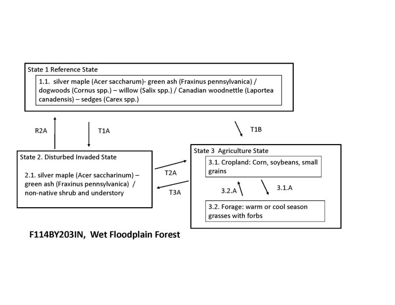 Model diagram