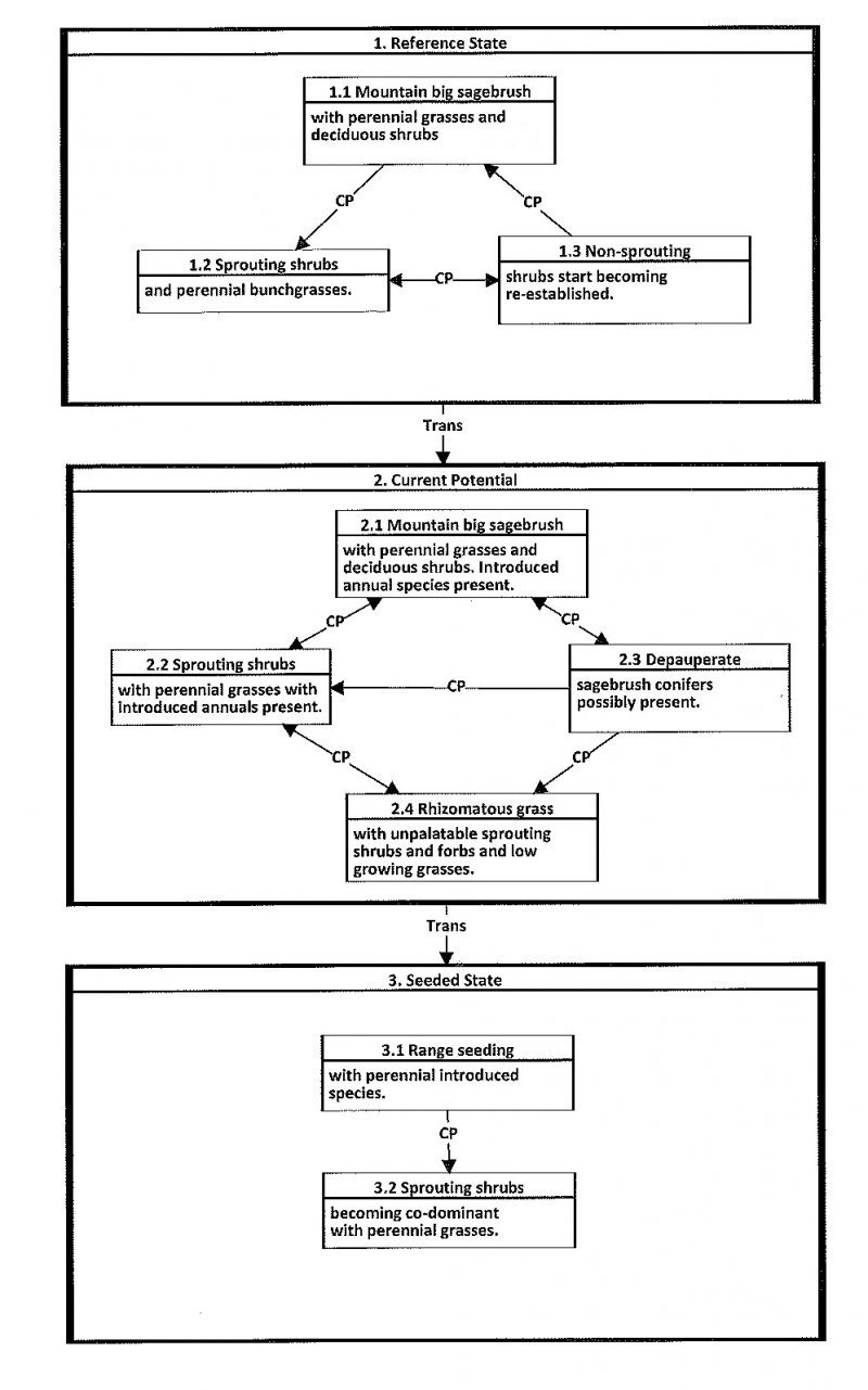 Model diagram