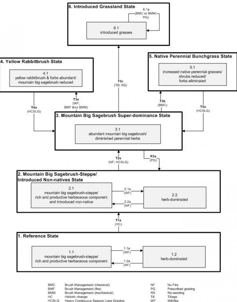 Model diagram