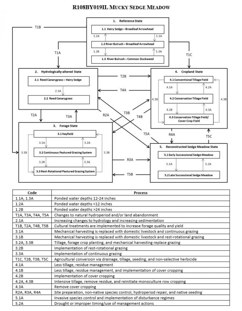 Model diagram