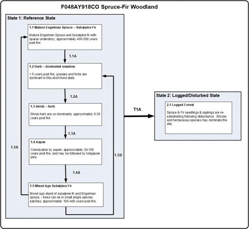 Model diagram