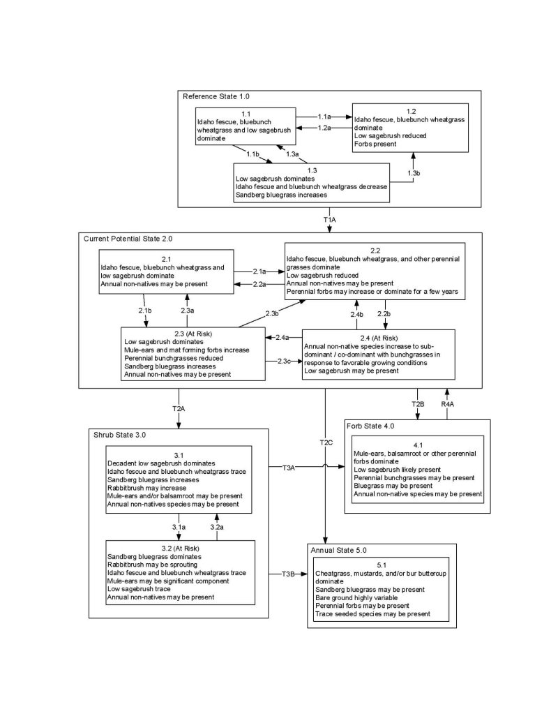 Model diagram