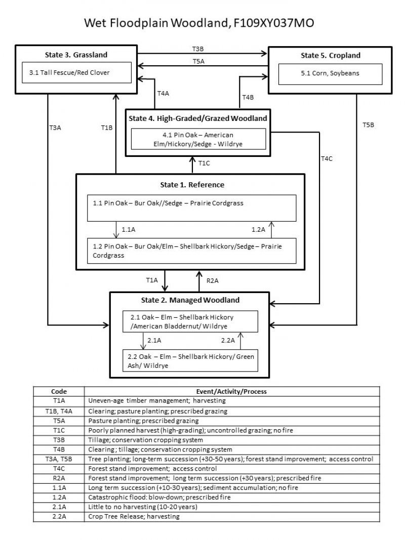 Model diagram