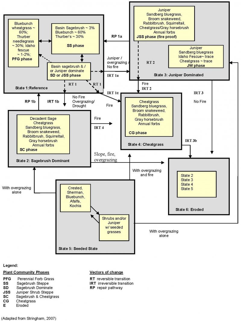Model diagram