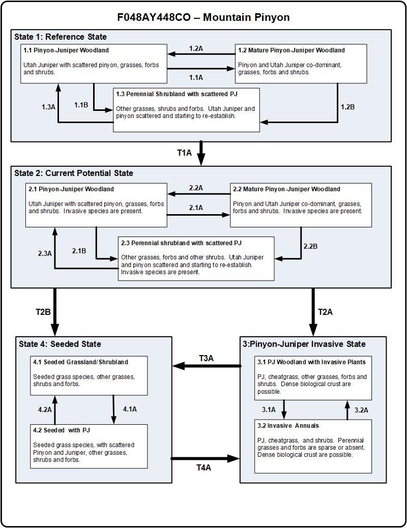 Model diagram