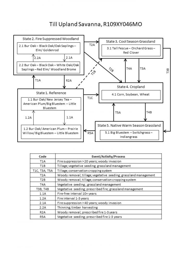 Model diagram