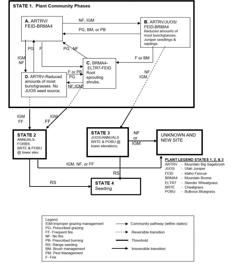 Model diagram