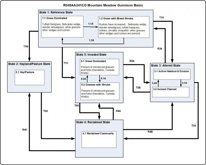 Model diagram