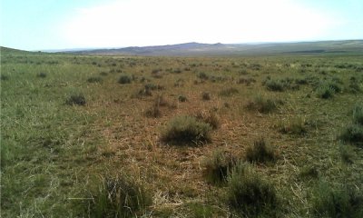 Mid-stature Cool-season Grasses/Sagebrush