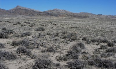 Wyoming Big Sagebrush/Bare Ground