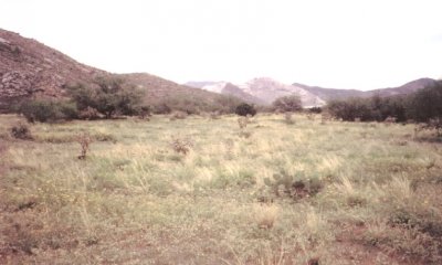 Historic Climax Plant Community