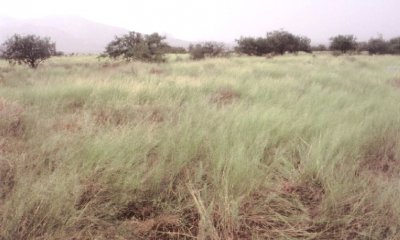 Mesquite, Lehmann lovegrass