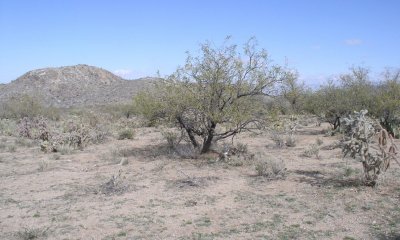 Dense mesquite and other shrubs, succulents