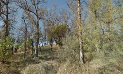 Representative State (Blue oak/Foothill pine woodland)