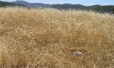 Annual Grassland State