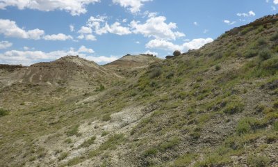 Gardner's Saltbush/Bunchgrasses