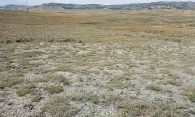 Gardner's Saltbush/Bare Ground